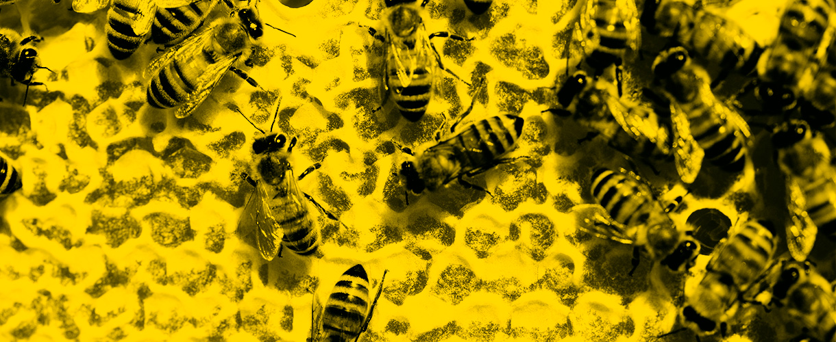 colmenas de abejas volatiles