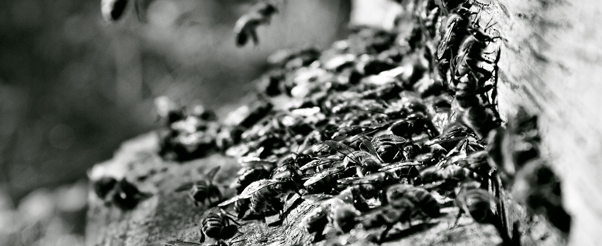 Panel de abejas - Retirada de abejas - Apicultores Barcelona